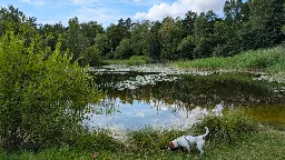 Stävie Dammar